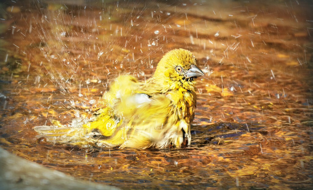 Dirty looks from the birdbath by ludwigsdiana