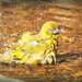 Dirty looks from the birdbath by ludwigsdiana