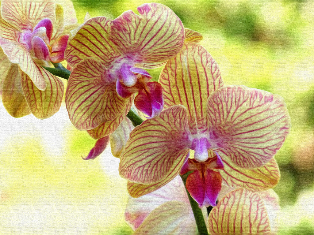 Painterly orchids... by marlboromaam
