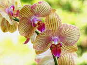 23rd Jun 2022 - Painterly orchids...