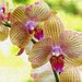 Painterly orchids...