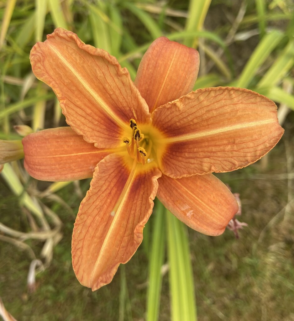 Day Lily… by hoopydoo