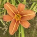 Day Lily…