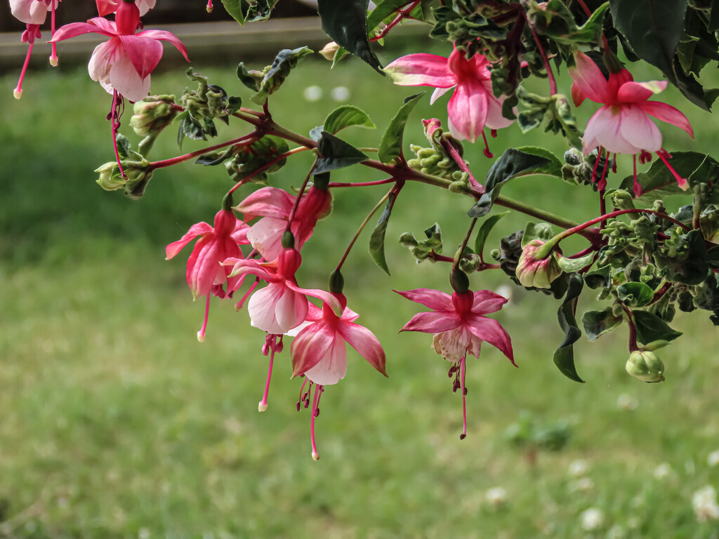 Fuchsia Display by mumswaby