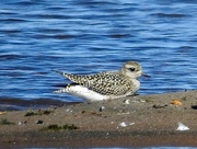 15th Sep 2021 - Black-bellied Plover