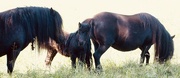 23rd Jun 2022 - Recently born pony foal