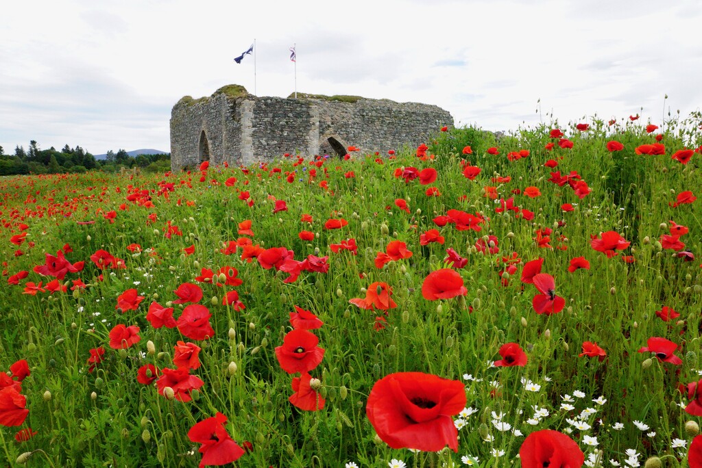 POPPIES AT CASTLE ROY by markp