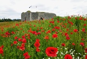 22nd Jun 2022 - POPPIES AT CASTLE ROY