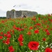 POPPIES AT CASTLE ROY