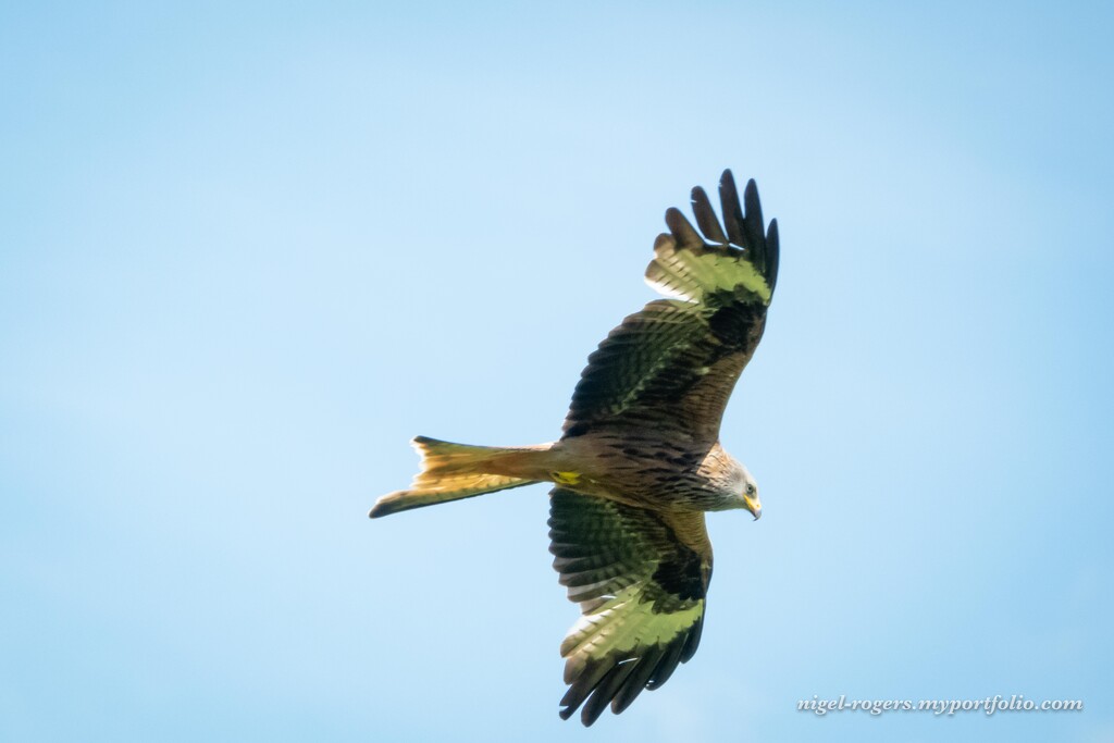 Red Kite by nigelrogers