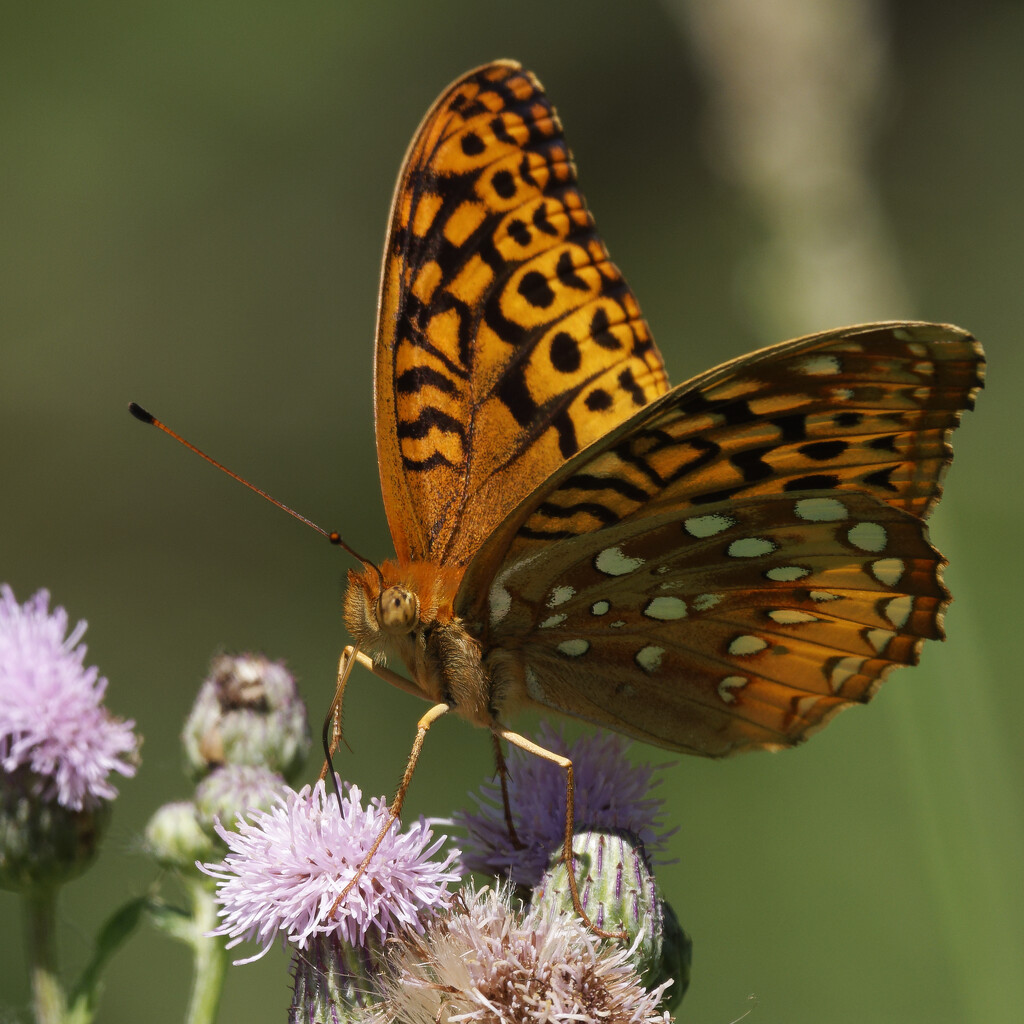 great spangled fritillary by rminer