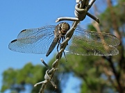 29th Jan 2011 - Dragonfly wings