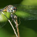 blue dasher dragonfly 