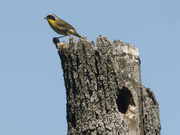 23rd Jun 2022 - common yellowthroat