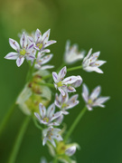23rd Jun 2022 - Canadian meadow garlic