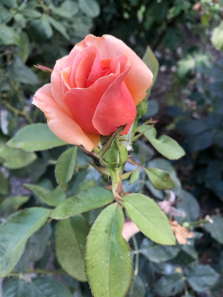 Neighbor’s rose by loweygrace