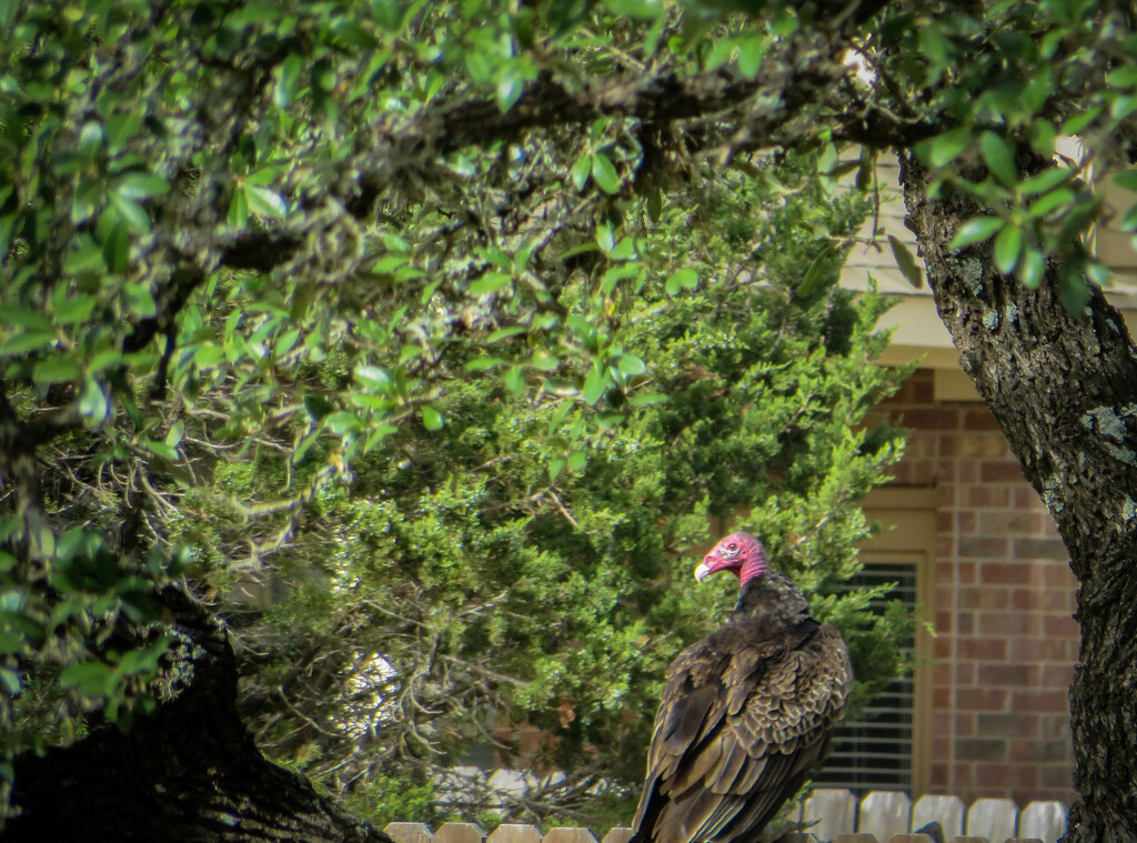 Vulture by dkellogg