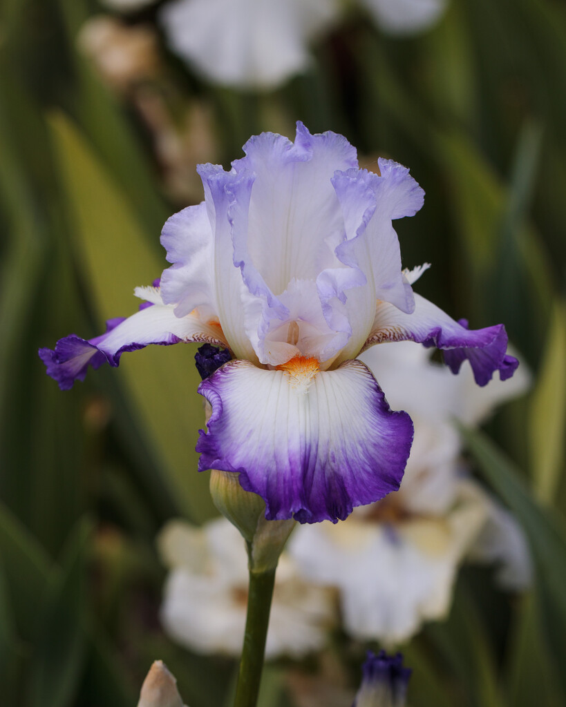 last one from the iris garden by aecasey