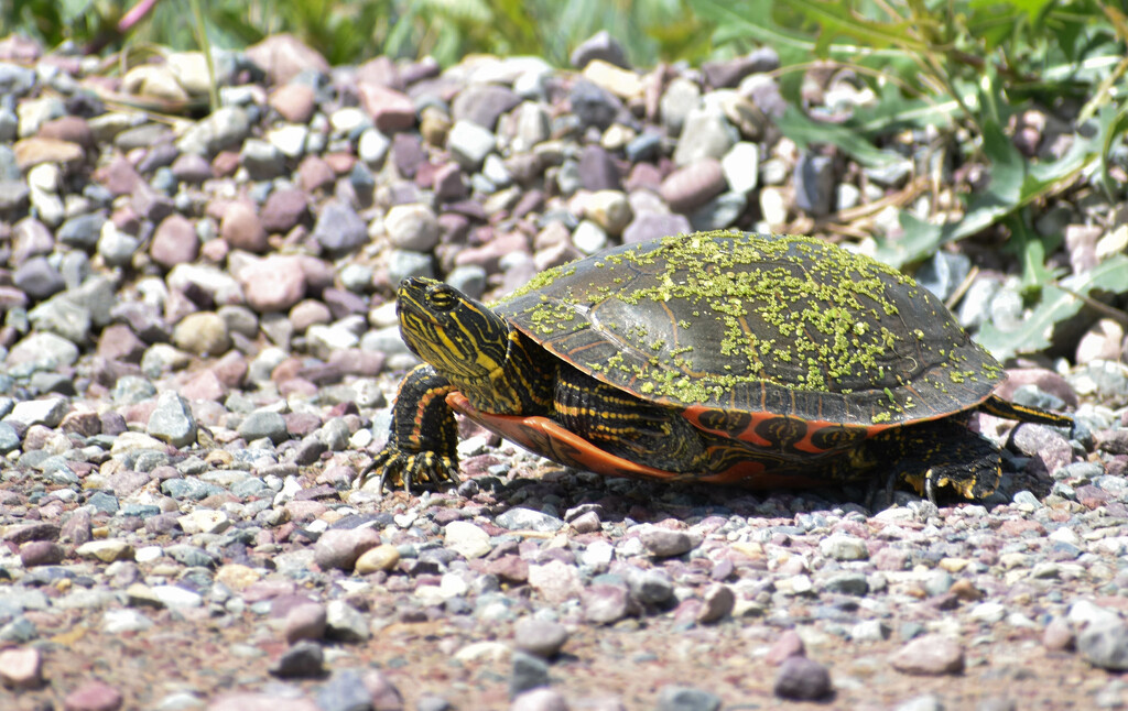 Painted Turtle by bjywamer