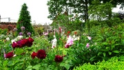 24th Jun 2022 - The cottage garden @ Bridgemere  