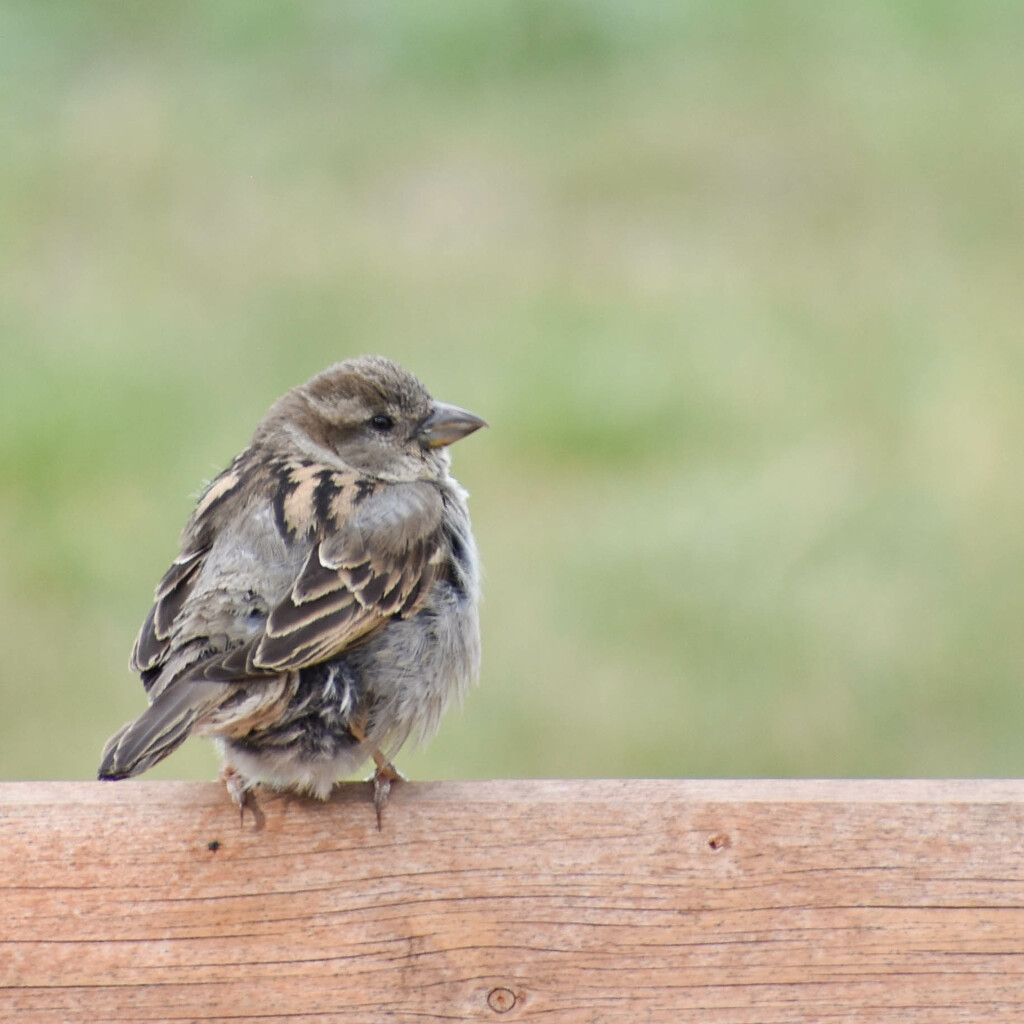 Sweet Little Sparrow by bjywamer