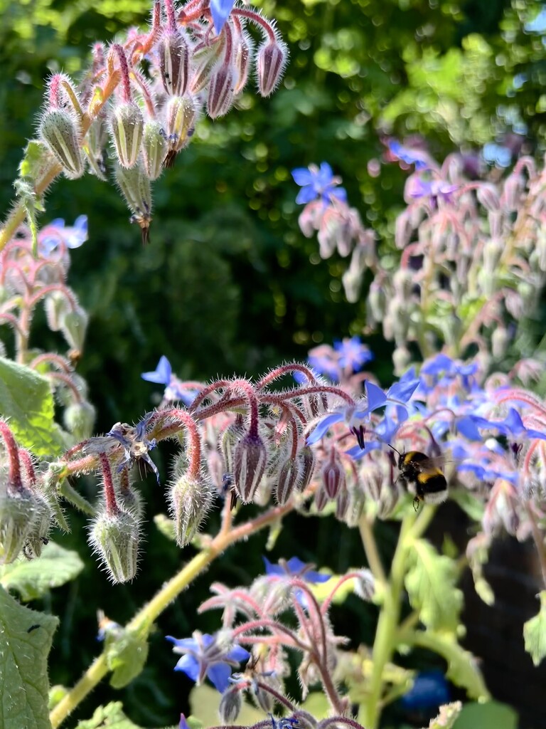 Borage and Bumble by tinley23