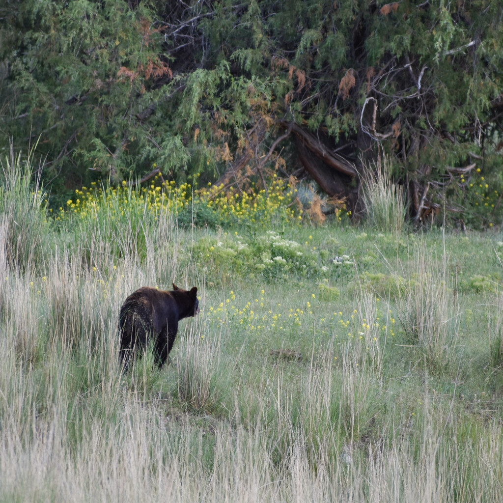 Second Black Bear Sighting In Two Weeks by bjywamer