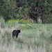 Second Black Bear Sighting In Two Weeks