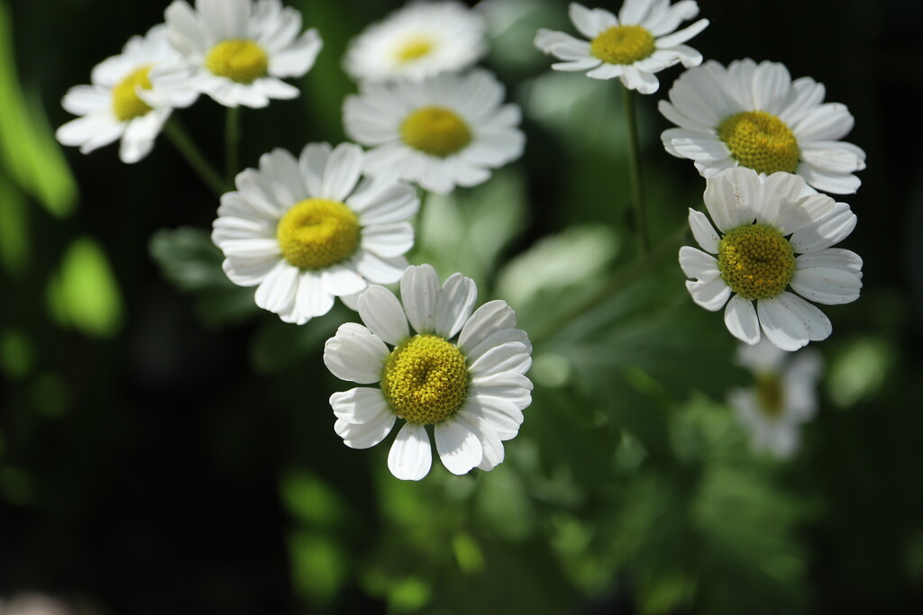 Simply Feverfew by 365projectorgheatherb