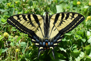 22nd Jun 2022 - Swallowtail Butterfly