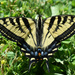 Swallowtail Butterfly by bjywamer