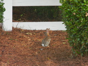 23rd Jun 2022 - Rabbit In Front of Fence