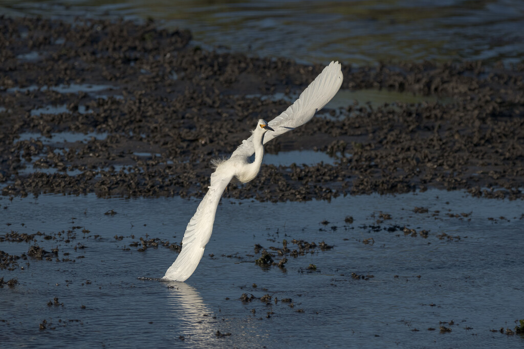 Egret In Flight by swchappell