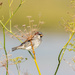 Sparrow stopped for a quick rest before taking off by creative_shots