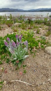 23rd Jun 2022 - Shore of Lake Granby