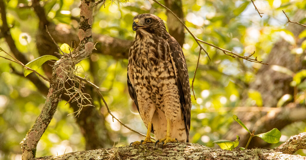 Young Red Shouldered Hawk, I Think! by rickster549