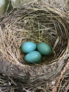 15th Jun 2022 - Bird Nest with 3 Eggs