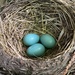Bird Nest with 3 Eggs by clay88
