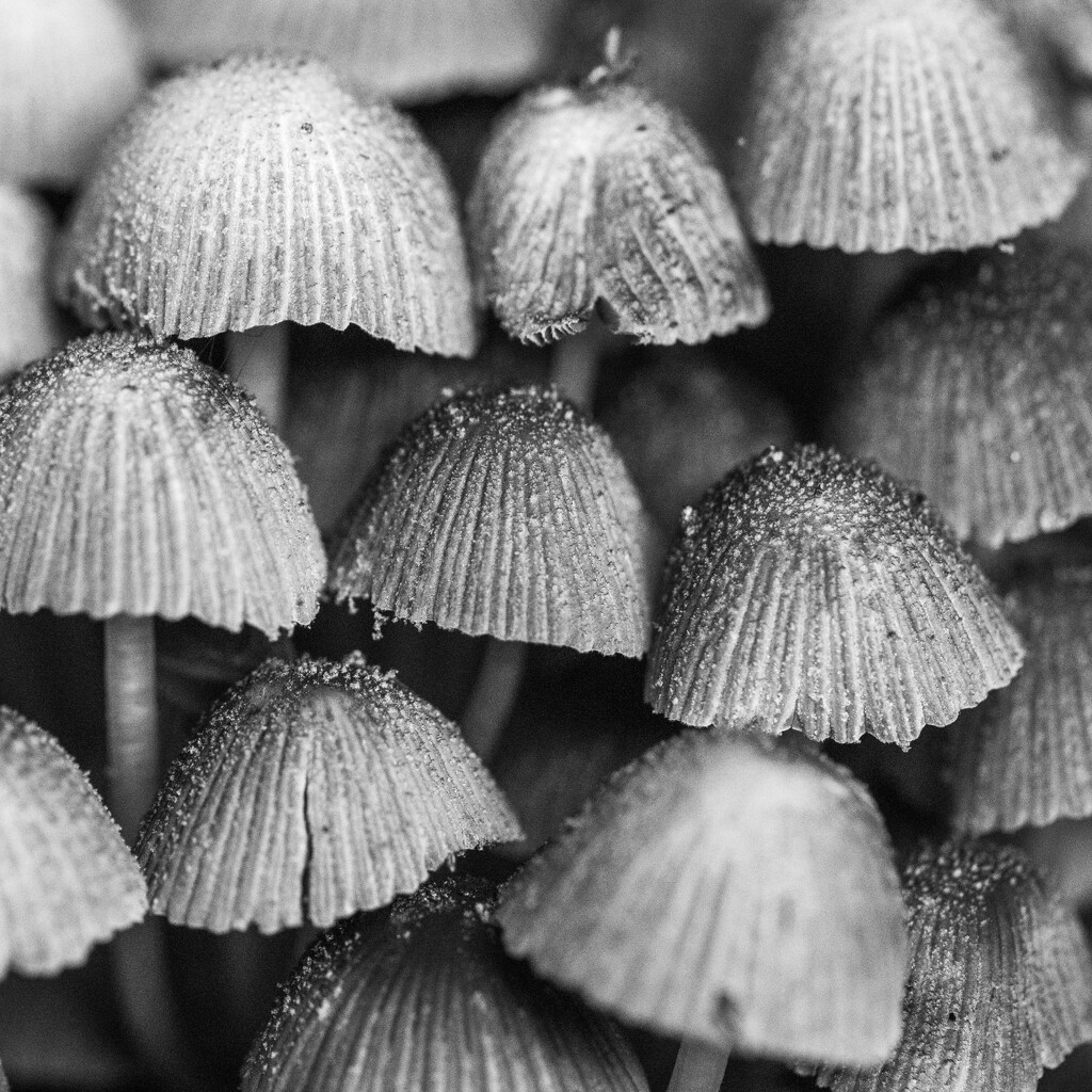 mushrooms by yaorenliu