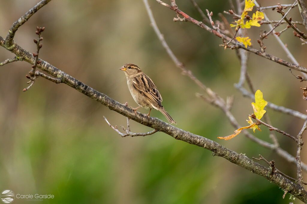 Sparrow in the Oak tree by yorkshirekiwi