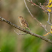 Sparrow in the Oak tree