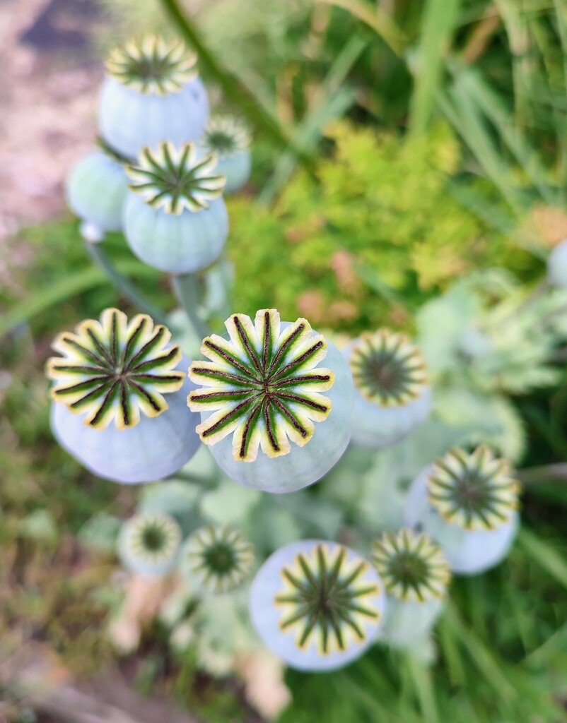 Poppy seed heads  by boxplayer