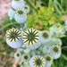 Poppy seed heads  by boxplayer