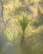 19th Jun 2022 - Backlit Young Cabbage Tree (I think!)