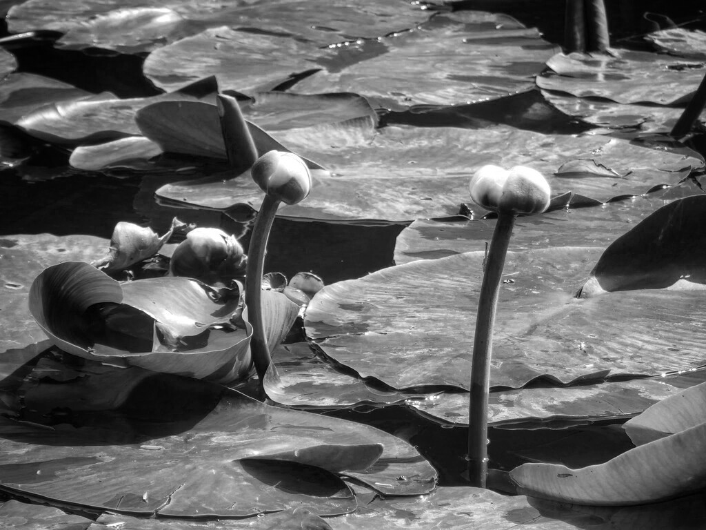Waterlilies by 4rky