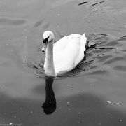 29th Jan 2011 - Swan