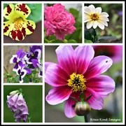 24th Jun 2022 - Flowers from my garden