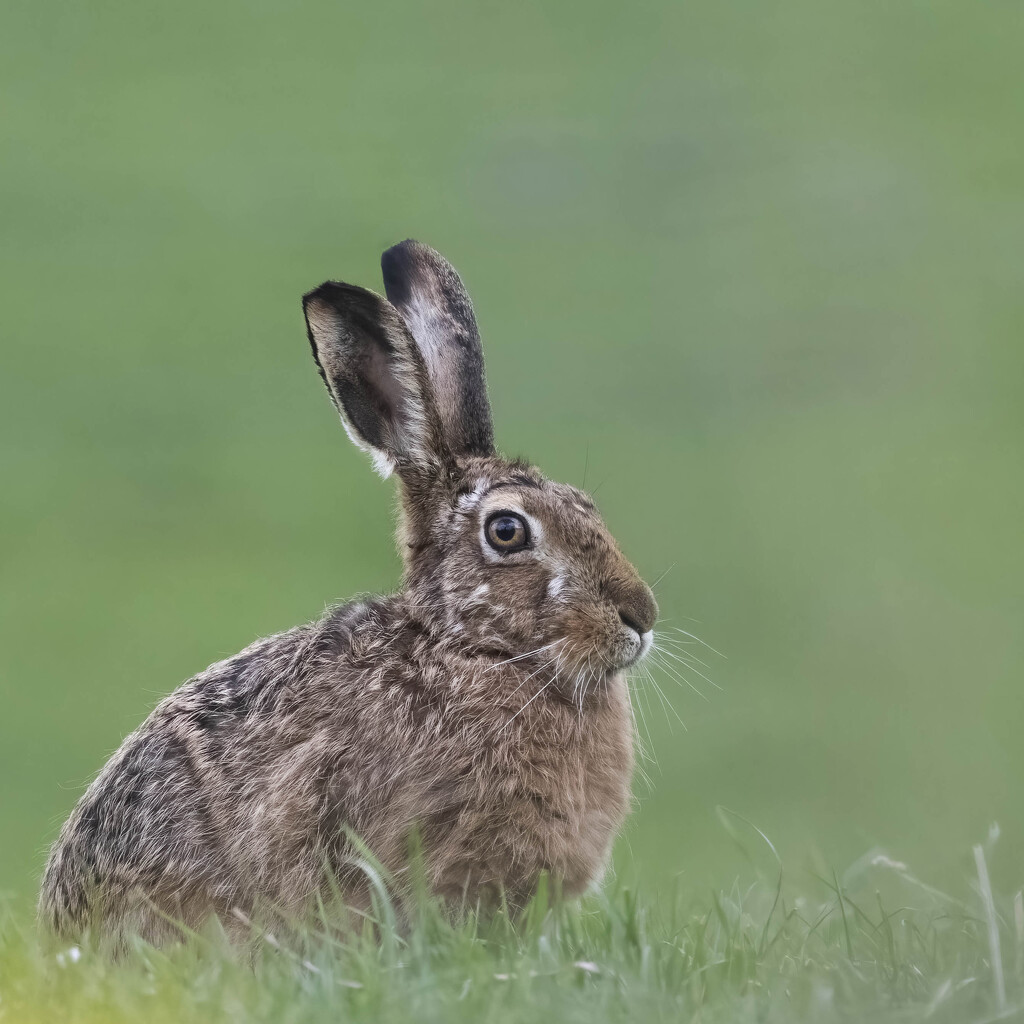 I do love a Hare by shepherdmanswife