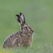 I do love a Hare