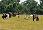 24th Jun 2022 - The rescue horses